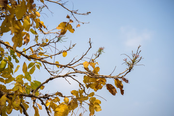 Vibrant yellow tree leaves in autumn
