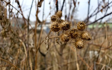 dry seeds of burdock in late autumn