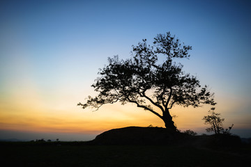 Fototapeta na wymiar Silhouette of a big tree against sunset