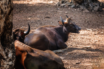 African or Cape buffalo, Bison Bison bison in Trivandrum, Thiruvananthapuram Zoo Kerala India © photoaliona
