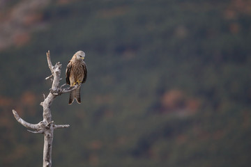 Red kite - end of migration