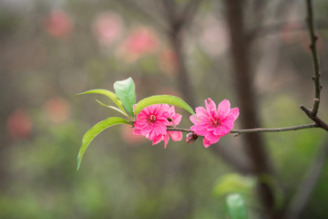Peach flowers, the symbol of Vietnamese lunar new year