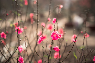 Peach flowers, the symbol of Vietnamese lunar new year