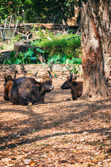 African or Cape buffalo, Bison Bison bison in Trivandrum, Thiruvananthapuram Zoo Kerala India