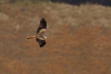 Red kite - end of migration