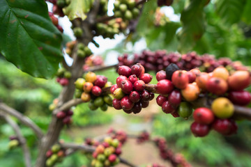 Coffee beans on tree