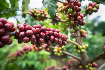 Coffee beans on tree