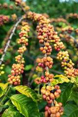 Coffee beans on tree