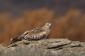 Red kite - end of migration