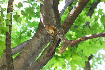 Curious squirrel. Red Squirrel. Squirrel. Forest. Spring.