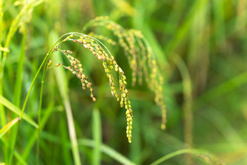 Green paddy rice in field