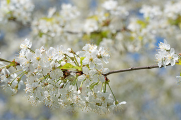 Kirschblüten, Süßkirsche, Prunus avium