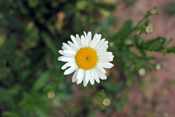 Camomile close-up.