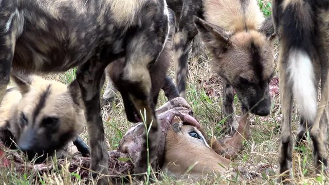 Pack of African wild dogs (Lycaon pictus) feeding on an impala