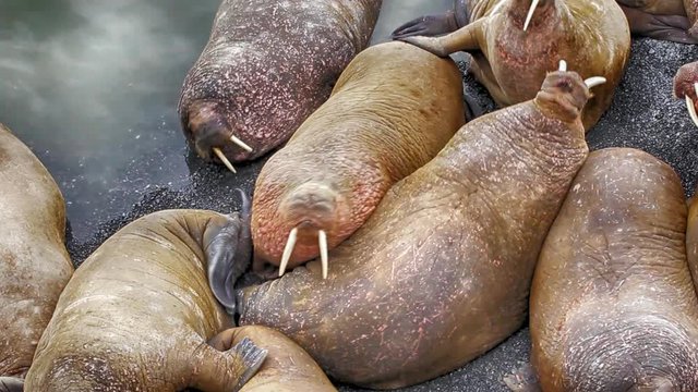 Life Atlantic walruses at haul out sites is (at most) of sleep and small conflicts with neighbors. Make sleep, not war (sea hippie).
