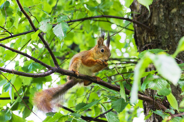 Naklejka na ściany i meble Curious squirrel. Red Squirrel. Squirrel. Forest. Spring.