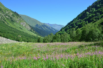 Россия, Кавказский биосферный заповедник. Долина реки Имеретинки летом в солнечный день. Цветущий иван-чай