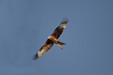 Red kite - start of migration