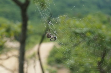 Spider on the web bokeh