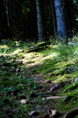 Waldpfad im Halbschatten