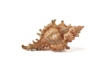 Single sea shell isolated on white background. Close-up.
