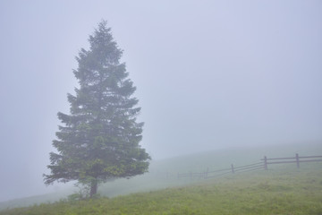 Forest with the conifer trees in mist