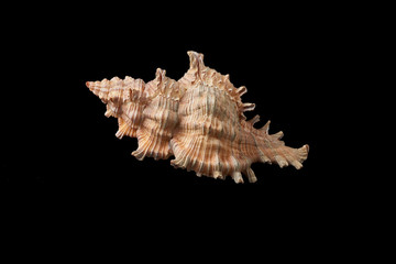 Single sea shell isolated on black background. Close-up.