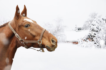 Portrait of red horse . Winter scene.
