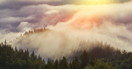 Misty beech forest on the mountain slope