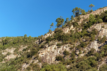 Roches granitiques et pin dans la montagne de Bavella en Corse