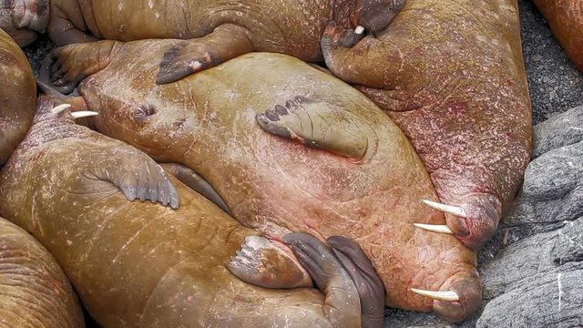 Life Atlantic walruses at haul out sites is (at most) of sleep and small conflicts with neighbors. Make sleep, not war (sea hippie).
