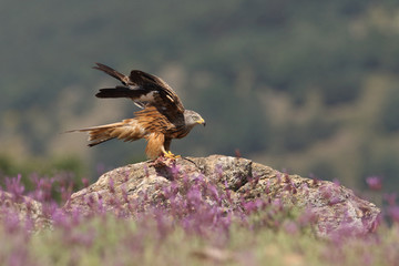 Red kite - start of migration