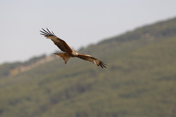 Red kite - start of migration