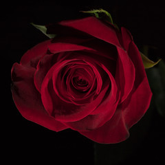 Rose mit dunklem Hintergrund