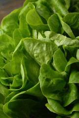 Fresh romaino lettuce leaves