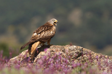 Red kite - start of migration