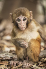 Naklejka na ściany i meble Rhesus Macaque the best-known species of Old World monkeys
