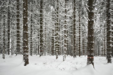 Winterwald im Harz, Deutschland