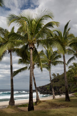 Fototapeta premium Palmen am Strand Grande Anse auf La Réunion