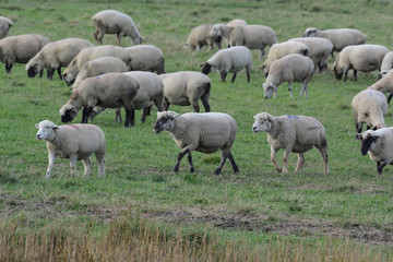 moutons pré salé baie de somme