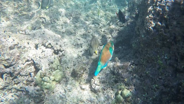 a moorish idol and other reef fish swim at hanauma bay, hawaii