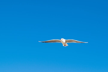 Seagull flying high up in the blue sky