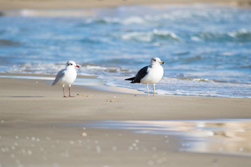 Seagull on the beach, blue sea