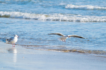 Seagull on the beach, blue sea