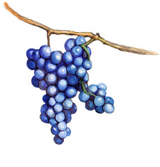 A bunch of grapes hanging on a vine painted in watercolor isolated on white background