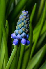 Grape hyacinth, Muscari armeniacum, spring flower with bokeh background close-up, selective focus, shallow DOF