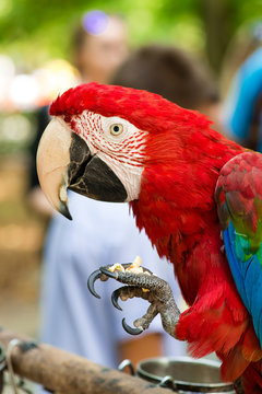 large macaw eating a nut close-up