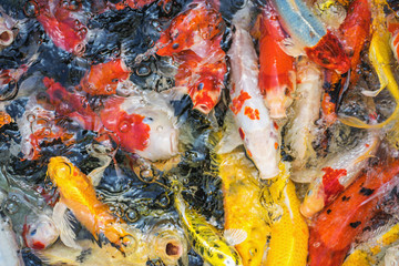Obraz na płótnie Canvas Feeding fish carp 
