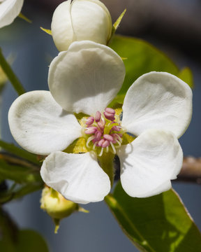Flower of Pear Tree, Pyrus communis, close-up on bokeh background, selective focus, shallow DOF
