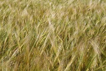 Field ears of arable land abstract background